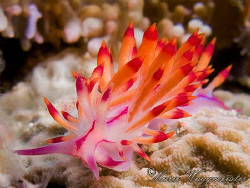 Flabellina rubrolineata nudibranch - SD, Nusa Penida, Bal... by Marco Waagmeester 
